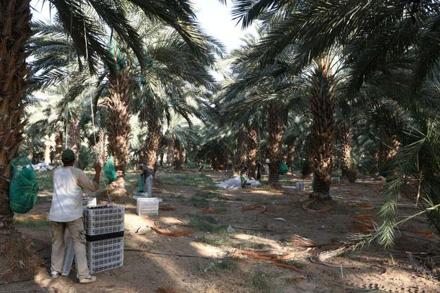 Palm tree farm business plan
