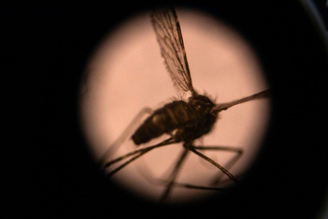 WHO warns malaria could double during virus pandemic | Jordan Times