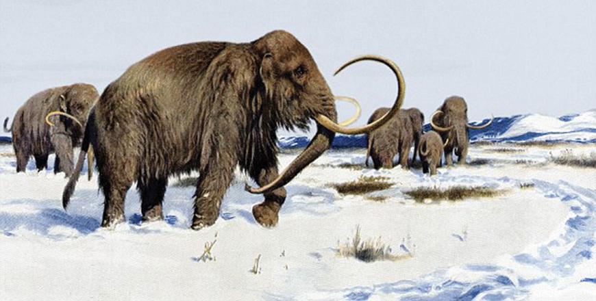 Study reveals how the woolly mammoth thrived in the cold | Jordan Times
