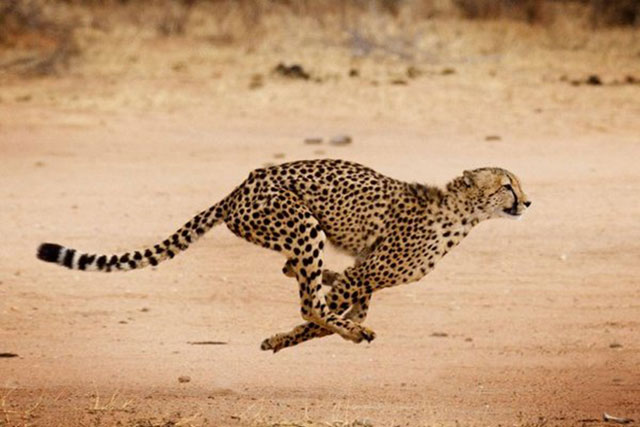 Cheetahs ‘sprinting’ towards extinction | Jordan Times